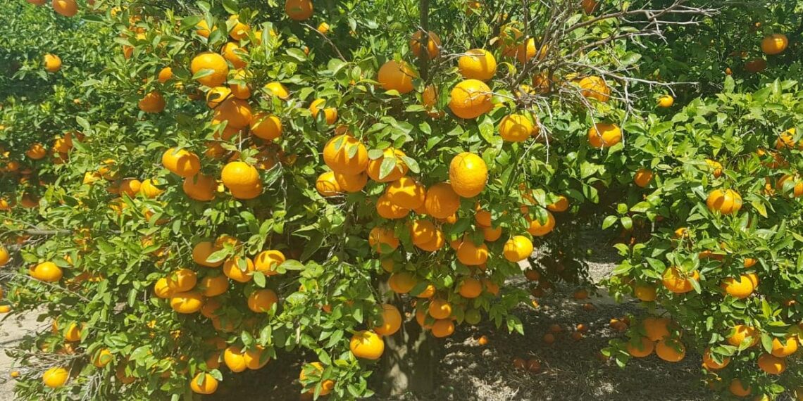 محاصيل الموالح