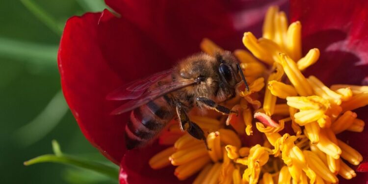 النوزيما.. أبرز أمراض النحل "مُسبباتها وأعراضها وتوقيتات نشاطها" 1 النوزيما