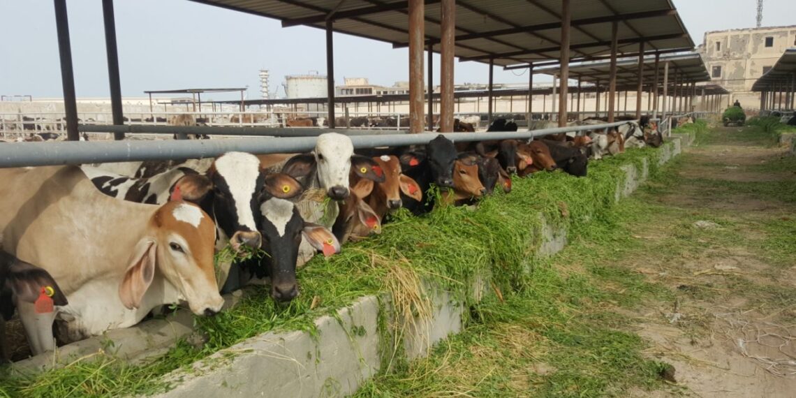 مواصفات عجول التسمين