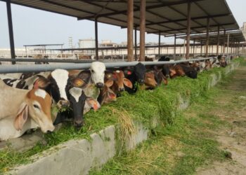 مواصفات عجول التسمين