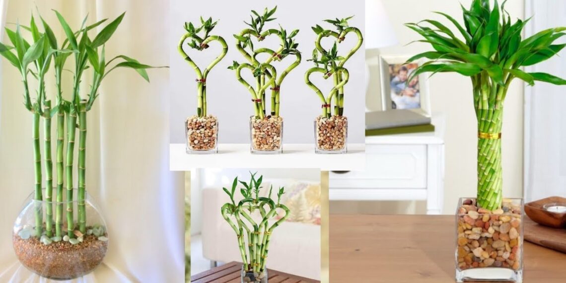 نبات البامبو