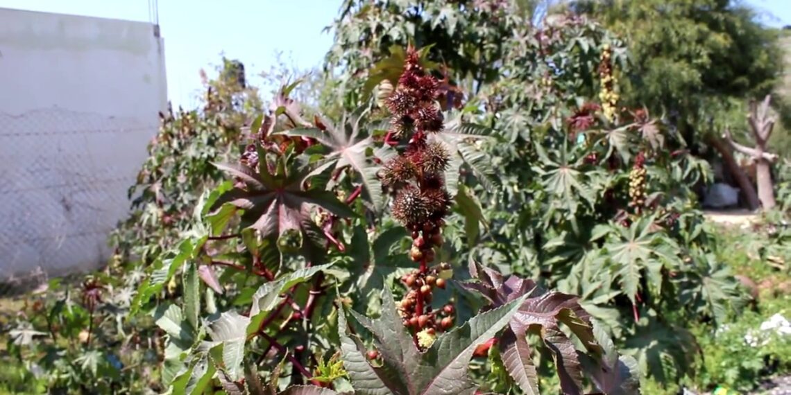 نبات الخروع