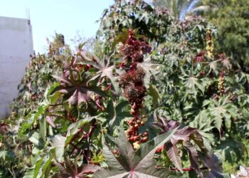 نبات الخروع