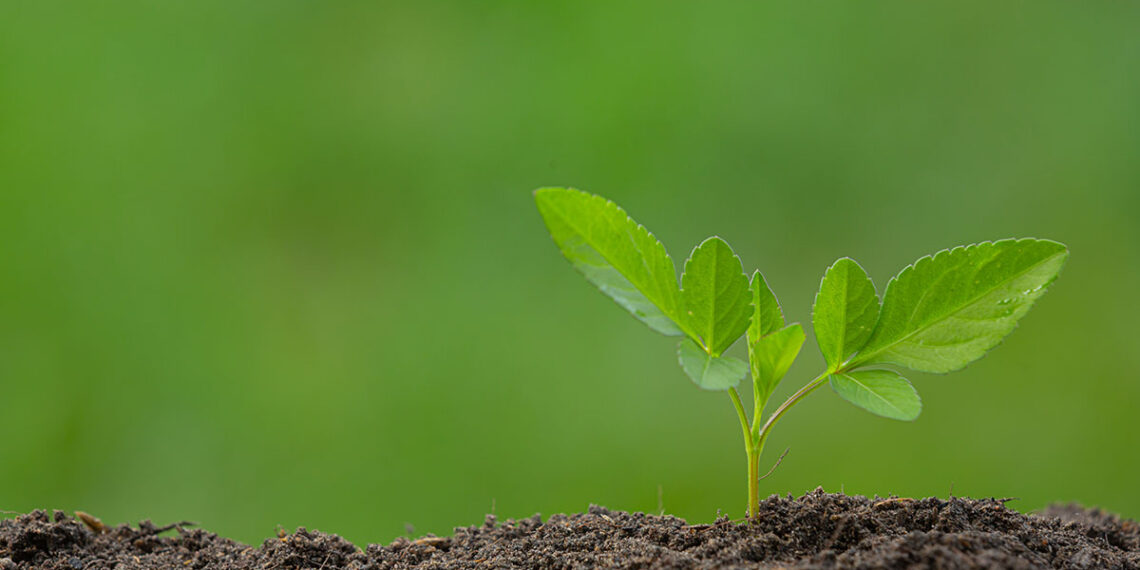 عنصر المنجنيز