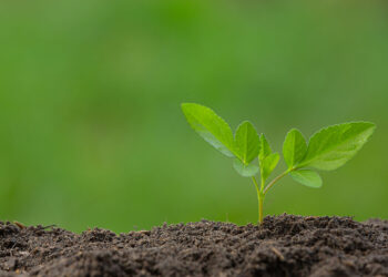 عنصر المنجنيز