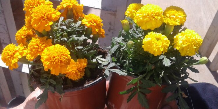 نباتات الزينة.. زهور القطف واللاند سكيب أصول وقواعد وعوائد اقتصادية 1 نباتات الزينة