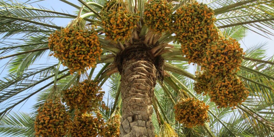 محصول نخيل البلح