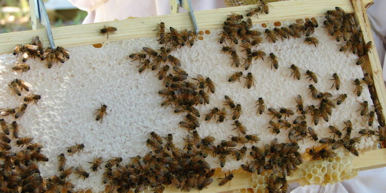 نوزيما النحل