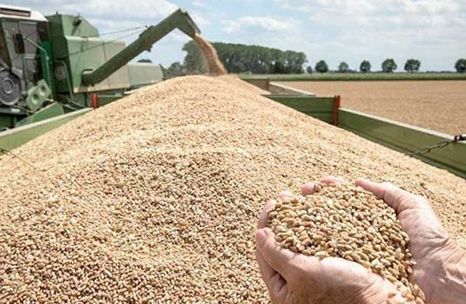 حصاد القمح.. أهم المعاملات لتجنب الفقد في المحصول - قناة مصر الزراعية
