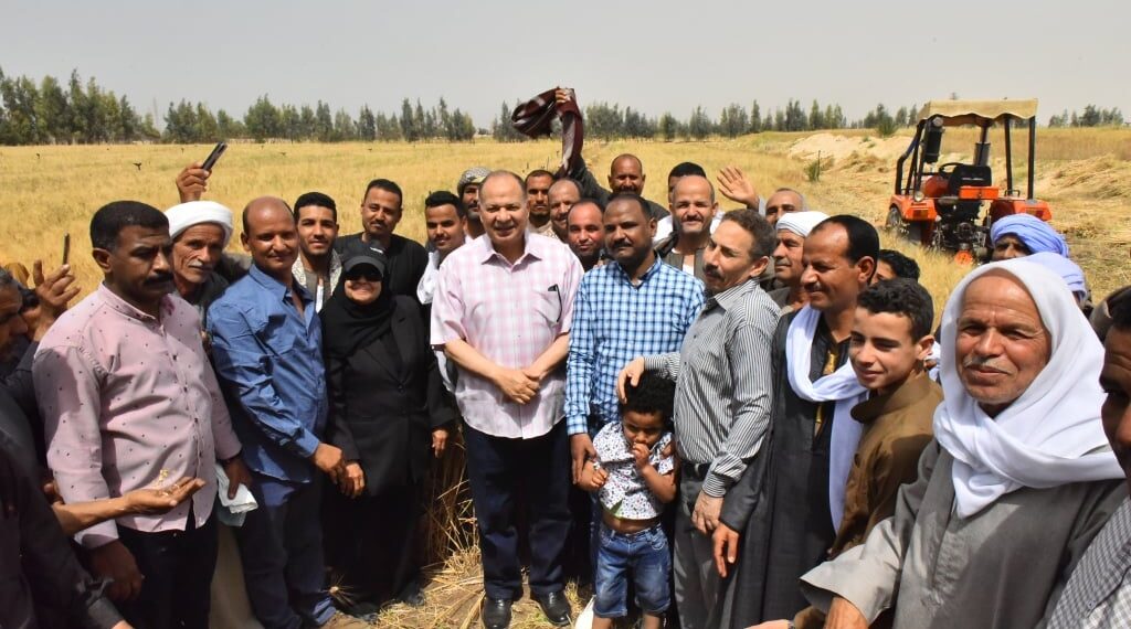 بدء موسم حصاد محصول القمح بمركز أبنوب بأسيوط 1 محصول القمح