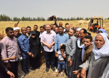 محصول القمح