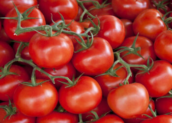 ارتفاع أسعار الطماطم .. الزراعة تكشف عن 7 أسباب