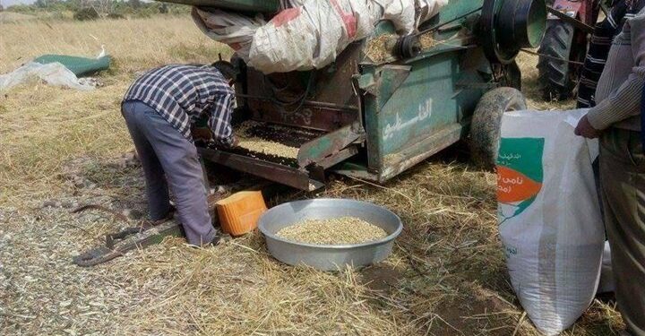 أثناء حصاد الفول.. أهم المعاملات والطريقة الصحيحة في التخزين 1 الفول