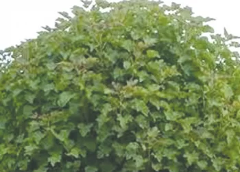 الجاتروفا