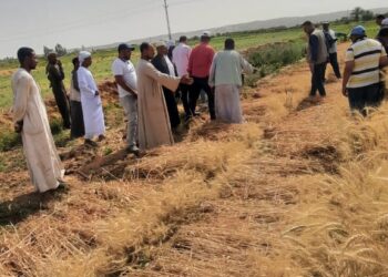 الزراعة تنظم يوم حصاد موسع لمحصول القمح في وادي النقرة بمحافظة أسوان