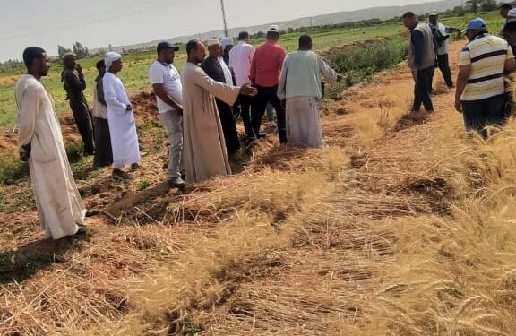 الزراعة تنظم يوم حصاد موسع لمحصول القمح في وادي النقرة بمحافظة أسوان