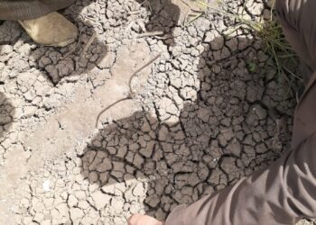 وكيل زراعة الفيوم يشكل لجنة لمتابعة إنبات بذرة القطن