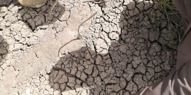 وكيل زراعة الفيوم يشكل لجنة لمتابعة إنبات بذرة القطن 1 وكيل زراعة الفيوم يشكل لجنة لمتابعة إنبات بذرة القطن