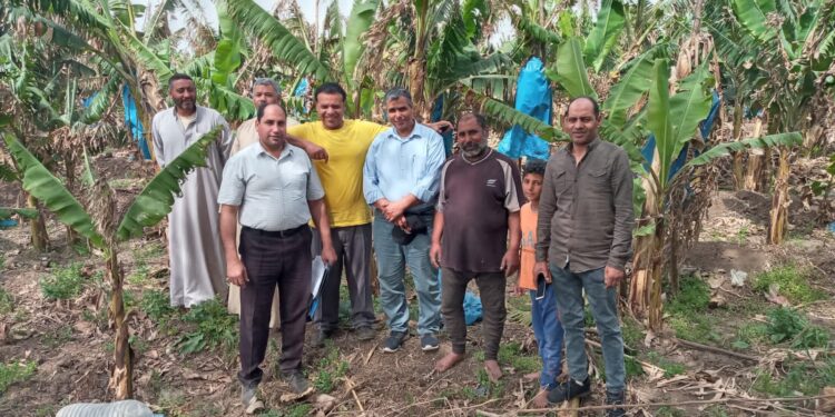 محصول الموز .. «مركزية البساتين» تقدم 11 توصية لمزارعي الغربية 1 محصول الموز .. «مركزية البساتين» تقدم 11 توصية لمزارعي الغربية