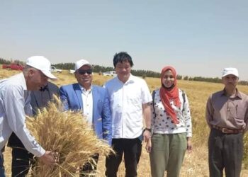 وكيل زراعة الفيوم يفتتح موسم حصاد القمح ويقود حملة لإزالة التعديات