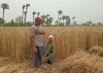 «القصير» يتابع حصاد القمح في بعض المحافظات ويوجه بتشجيع المزارعين على التوريد