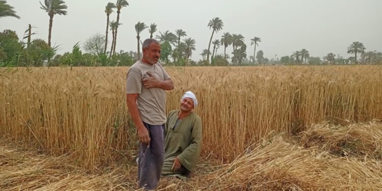 «القصير» يتابع حصاد القمح في بعض المحافظات ويوجه بتشجيع المزارعين على التوريد 1 «القصير» يتابع حصاد القمح في بعض المحافظات ويوجه بتشجيع المزارعين على التوريد