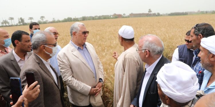 وزير الزراعة ومحافظ القليوبية يتفقدان حقول القمح بالمحافظة 1 حقول القمح