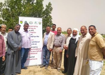 عباد الشمس الزيتي