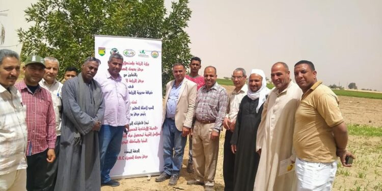 بحوث الصحراء يطلق الحملة الإرشادية لتحسين سلاسل عباد الشمس الزيتي بالمنيا 1 عباد الشمس الزيتي