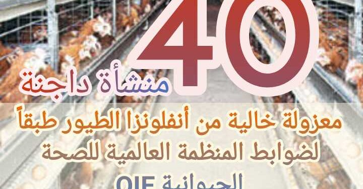 "أرقام في الزراعة".. أهم الأرقام حول صناعة الدواجن في مصر 1 أرقام في الزراعة