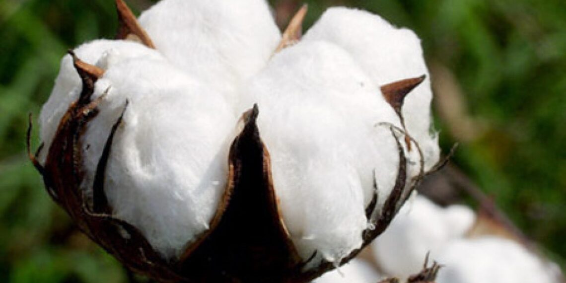 آفات القطن