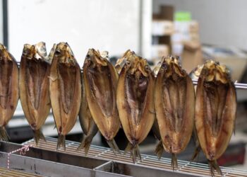 أسماك الرنجة