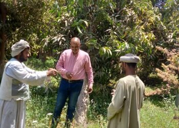 مزارعي المانجو