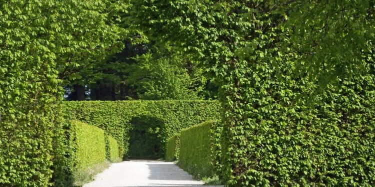 أشجار مصدات الرياح.. باحث يوضح فوائدها لحماية المحاصيل 1 أشجار مصدات الرياح