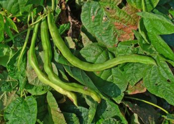 أمراض الفاصوليا