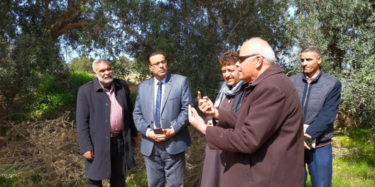 محصول الزيتون .. إدارة بساتين مطروح تعلن نتائج متابعة أعمال المكافحة 1 محصول الزيتون