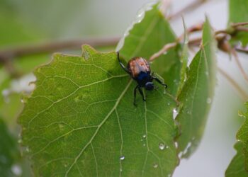 الآفات الزراعية