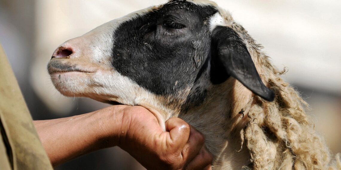 الحجر البيطري