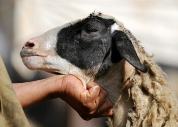 الحجر البيطري