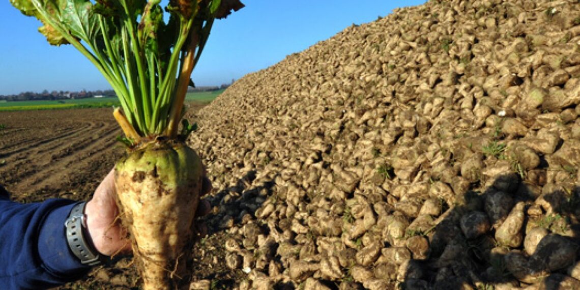 محصول البنجر.. ضوابط عملية التعطيش وفوائدها للأراضي الطينية والكلسية 1 محصول البنجر