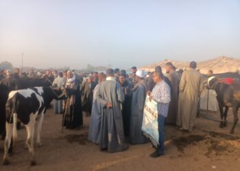 التأمين على الماشية