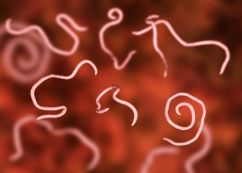 الديدان الدبوسية