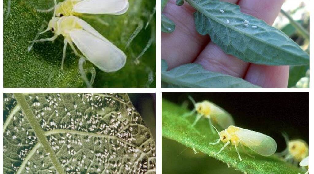 الذبابة البيضاء