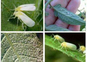 الذبابة البيضاء