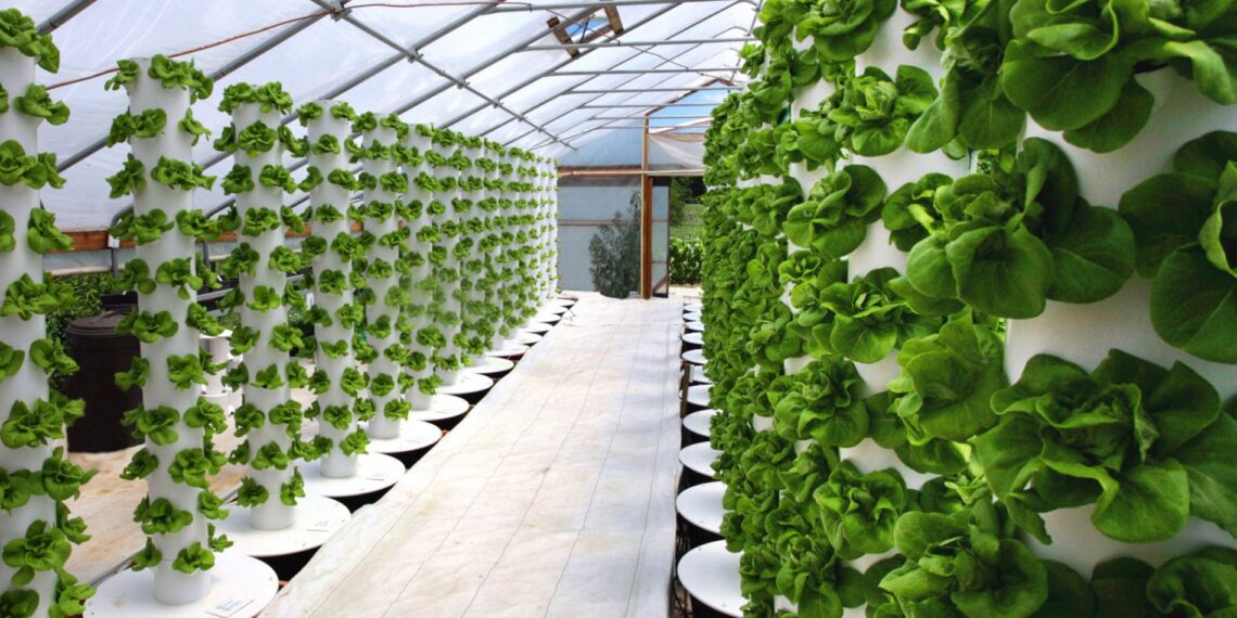 الزراعة بدون تربة .. 7 مزايا لزراعة الأسطح في المدن 1 الزراعة بدون تربة