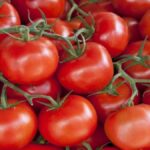 موعد زراعة عروة الطماطم الخريفية العادية والمتأخرة