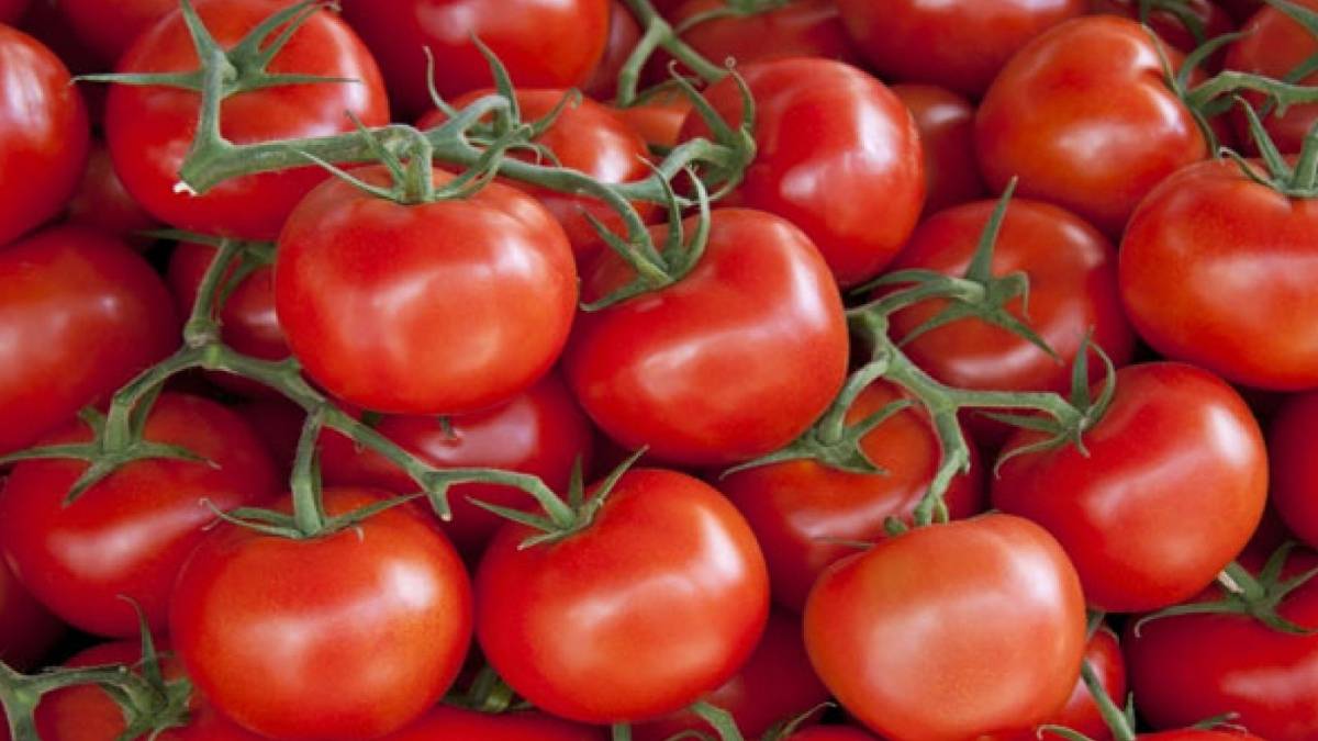 موعد زراعة عروة الطماطم الخريفية العادية والمتأخرة