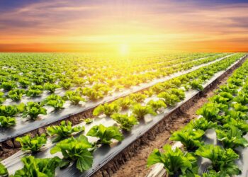 انخفاض درجات الحرارة