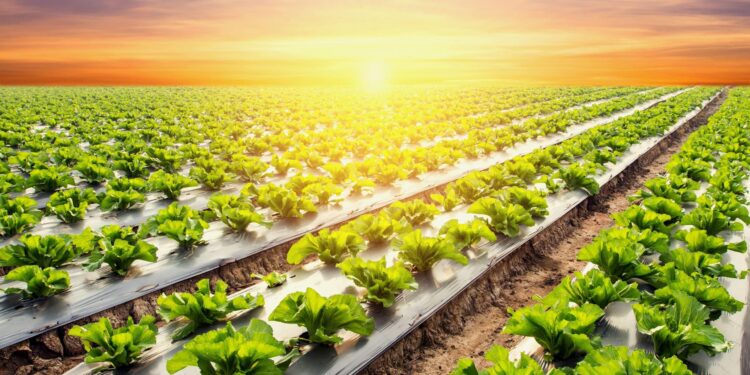 فهيم يحذر من انخفاض درجات الحرارة بداية من الجمعة المقبلة 1 انخفاض درجات الحرارة