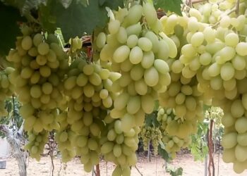 الفواكة ومتساقطات الأوراق